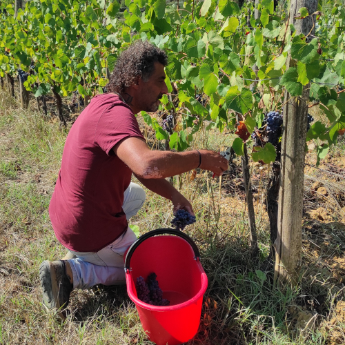 La raccolta delle uve precoci